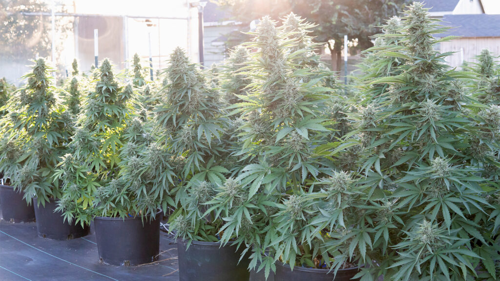 Why You Should Be Growing F1 Hybrids From Royal Queen Seeds | Leafly