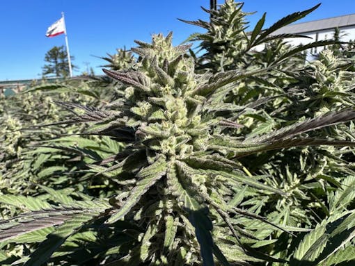 Grapes N Cream at Sonoma Hills Farm, Petaluma CA. (David Downs/Leafly)