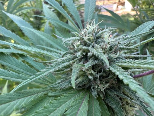 Blue Dream Bx from Equilibrium Genetics. (David Downs/LEafly)