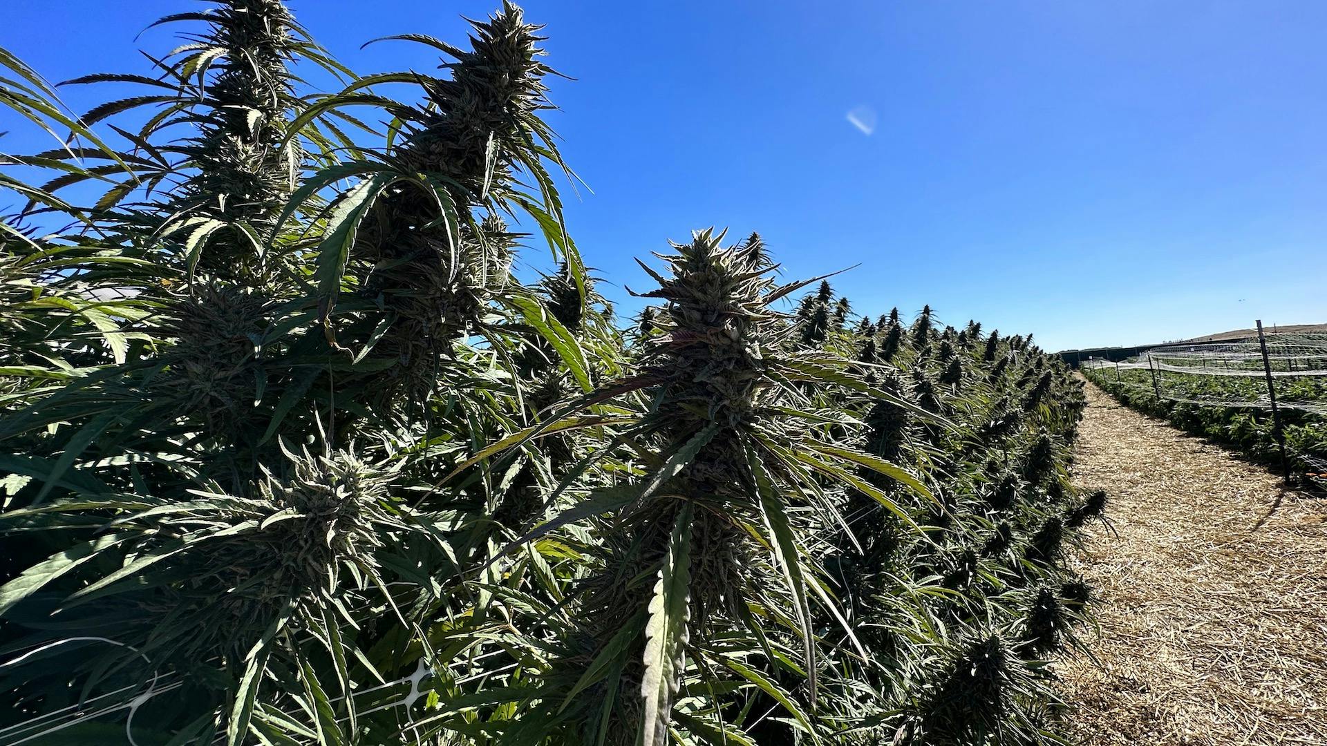 13 best cannabis strains of harvest 2023 image
