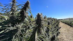 marijuana plants with thick purple colas at an outdoor farm under a cloudless blue sky