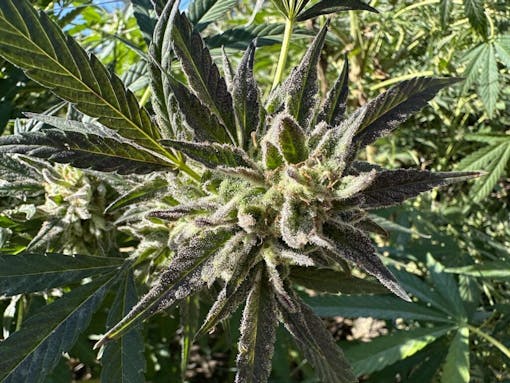 Glitterbomb subsidence at Sonoma Hills Farm. (David Downs/Leafly)