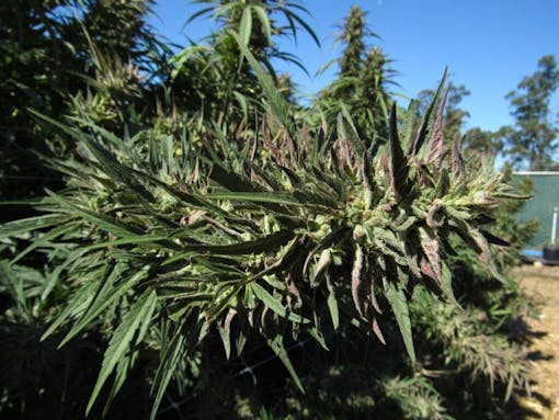 Conception Nurseries Sherb Haze gets thick at Sonoma Hills Farm. (David Downs/Leafly)