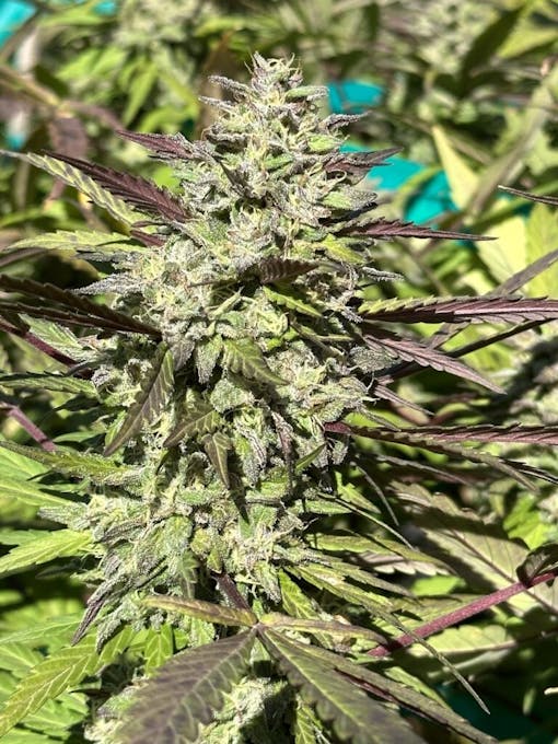 Seed 707's Apples and Bananas crossed to Pink Champagne. (Courtesy Seed 707)
