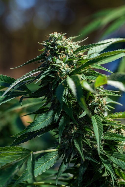 Close-up of a bright dark green marijuana plant