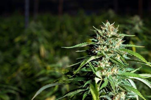 Farmer and the Felon Peach Panther. (Courtesy Farmer and the Felon)