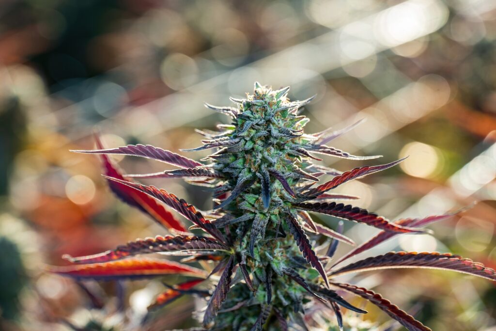 close up photo of vibrant purple and green marijuana plant with purple red leaves