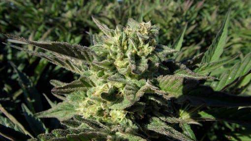 PCG Gush Mints grown at Sonoma Hills Farm. (David Downs/Leafly)