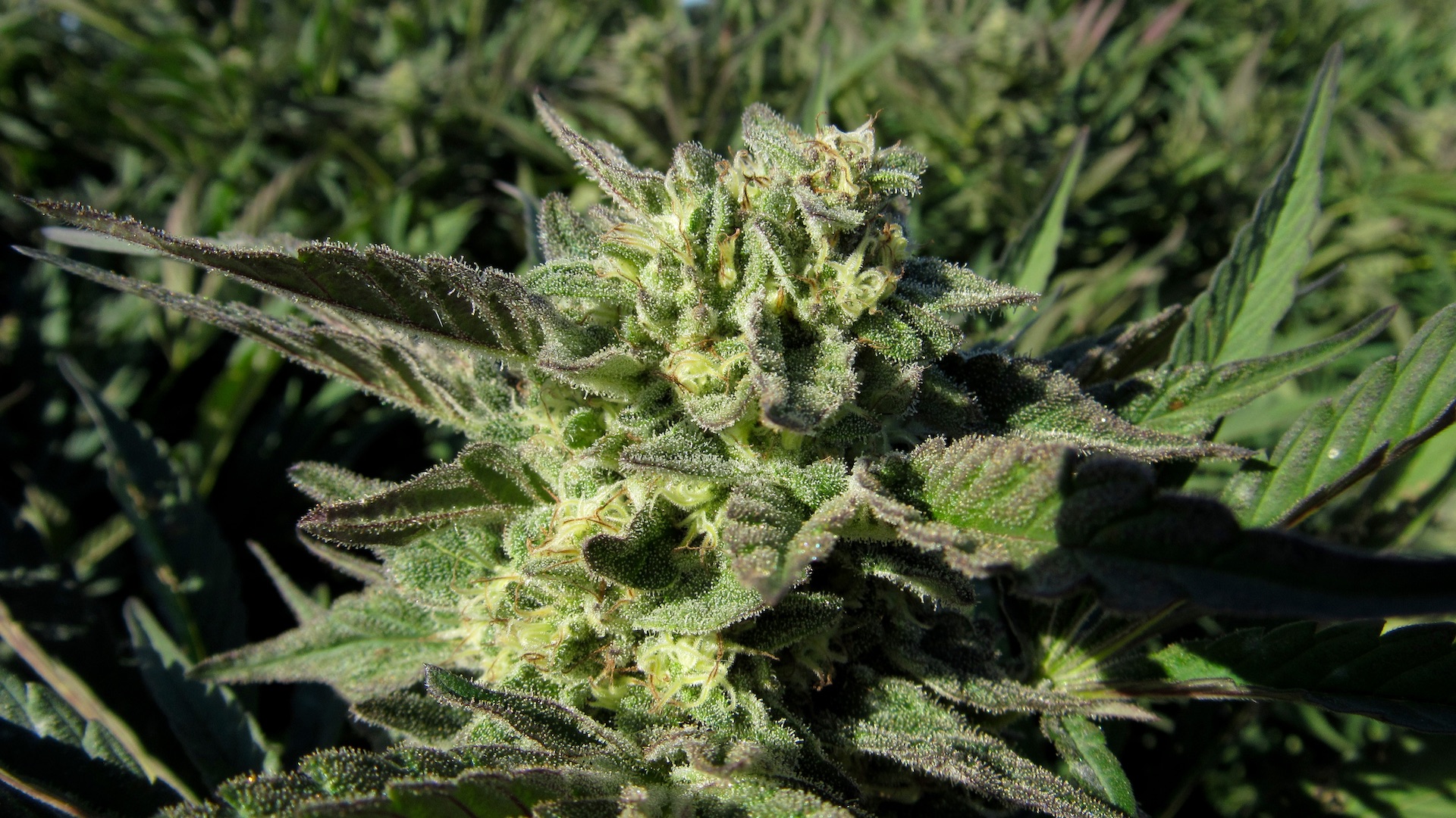 July 2024 Leafly HighLight Gush Mints strain Leafly