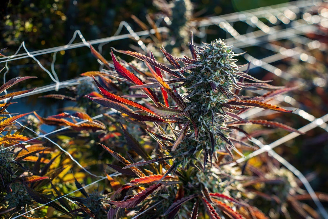 Photo galleries and video: Top strains of harvest 2023 image