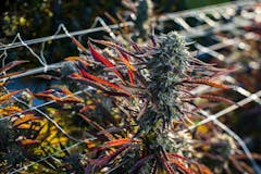 purple and olive-green marijuana plant with red-purple leaves growing outdoors with sunlight shining on it