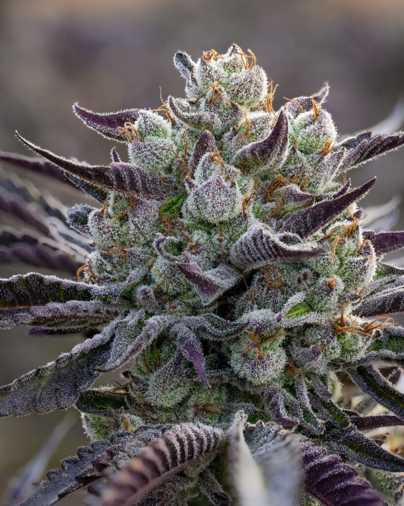 close up of super frosty purple and forest green marijuana plant with purple leaves growing outside