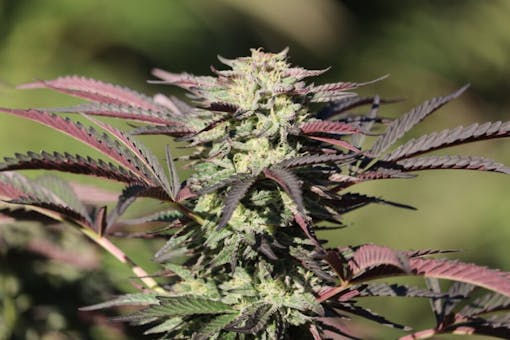 Gazzurple (Courtesy Lost Paradise Organics)