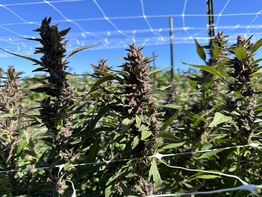 Pistachio at Sonoma Hills Farm. (David Downs/Leafly)