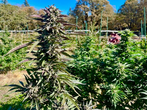 Royal Highness (Courtesy Swami Select)