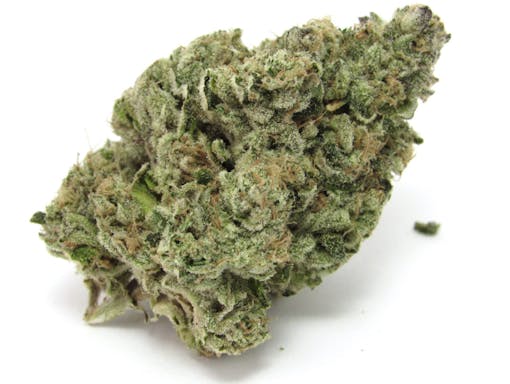 Mr. Plow is grown by Sense Cannabis in San Francisco. (David Downs/Leafly)