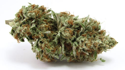 mint-green and frosty nug with dull orange hairs resting on its side against a white backdrop
