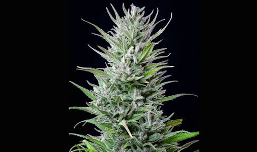 Northern Light coffeeshop