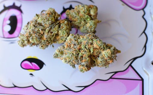 Pink Zushi. Hybrid. (Photo by Linsey Bartlett for Leafly)