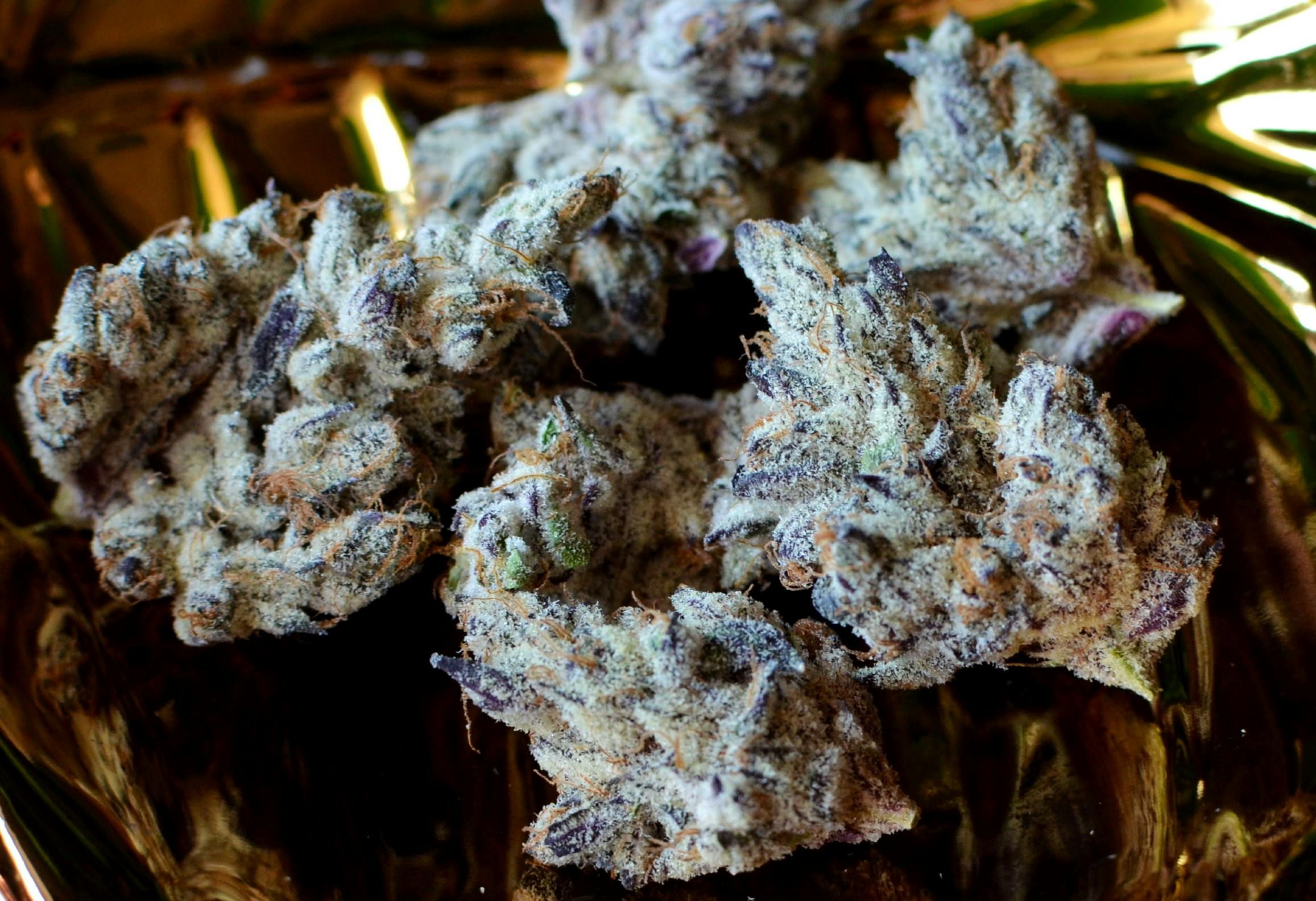 French Laundry—Maven Genetics, CA, summer 2023 image