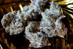 Icy and dark buds of French Laundry by Maven dominated in 2023. Name change incoming. (Photo by Lindsey Bartlett for Leafly)