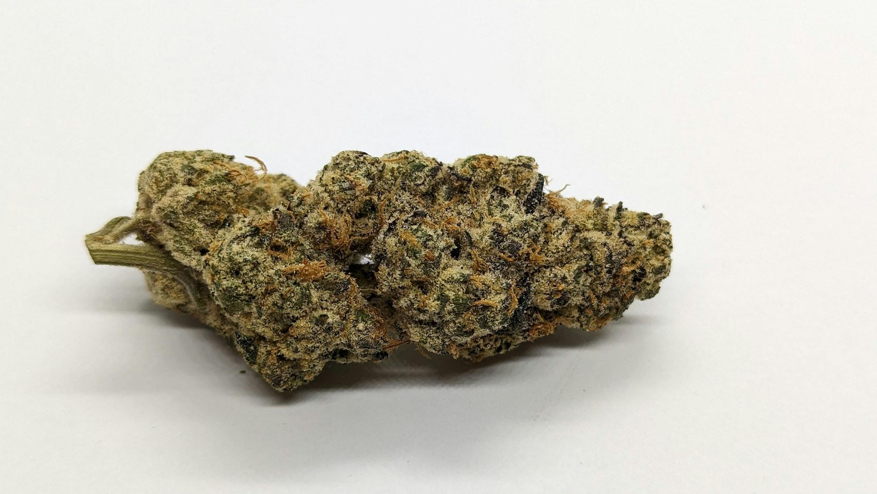 Grape Cake—Preferred Gardens, CA, spring 2023 image