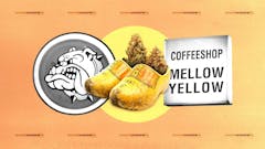 collage image. from the left, an illustration of a bulldog baring its teeth; two yellow clogs with marijuana nugs in them; a white sign reading "COFFEEHOP MELLOW YELLOW" all against a peach-orange background