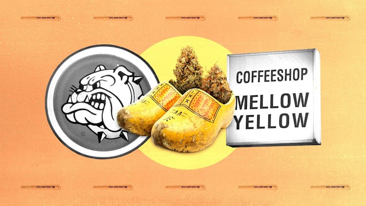 Connect to cannabis’ coffeeshop roots with Royal Queen Seeds image