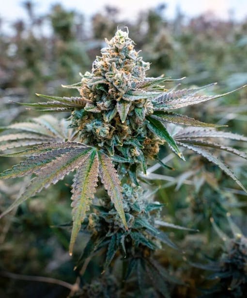 A photograph of a large green cannabis bud, growing on the branch in a grow room the bud is Candy Fumez (Courtesy of Bloom Seed Co)