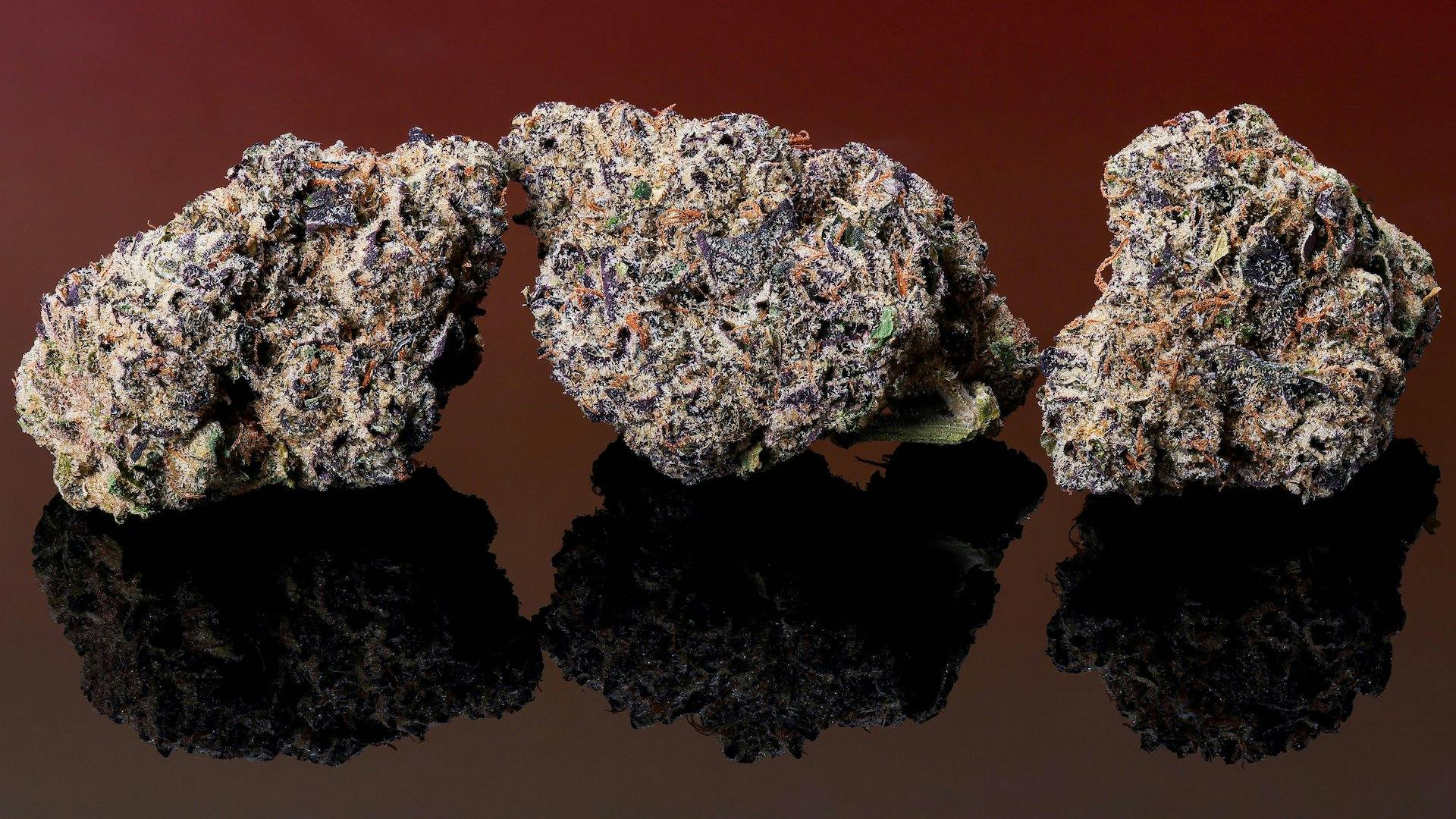 Hawaiian Rain—Cookies, NJ, fall 2023 image