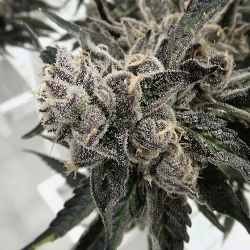 Magic Shotz. (David Downs/Leafly)