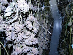 purple marijuana plant bathed in bright light hanging in a drying room with many other plants around it