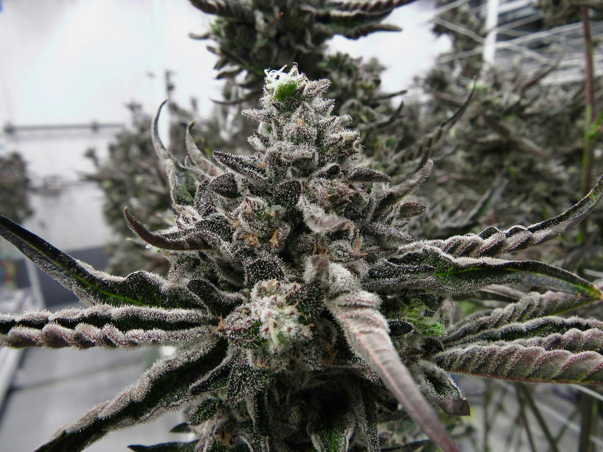 How to grow the image of the permanent marker variety