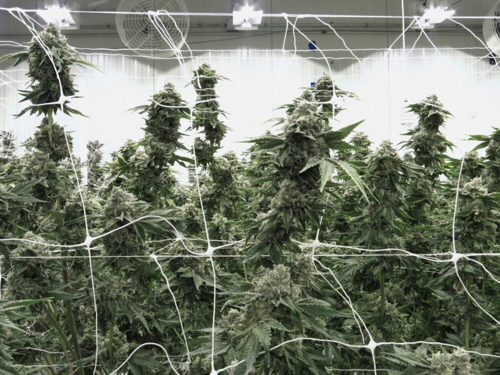 The Permanent Marker strain wins Leafly Strain of the Year 2023 Leafly