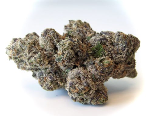 Large, bulbous bud in shades of purple and olive green, resting on its side against a white background