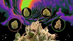 Leafly's best in class methodology for picking the winner. (Leafly)