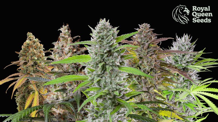 How to get the most out of these five unique strains by Royal Queen Seeds image