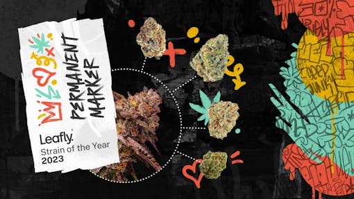 Original artwork celebrating Permanent Marker as the 2023 Leaf Variety of the Year. The text is on the left of the frame, then a large image in purple and an image bud with a circle drawn around it and lines coming out of the circle and connecting to other buds, as well a red, blue and yellow graffiti-like design on the right side of the image
