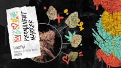 original art celebrating Permanent Marker as the Leafly Strain of the Year 2023. text is on left of frame, then a large image of purple and image bud with a circle drawn around it and lines coming out of the circle connected to other buds, plus a red blue and yellow graffiti-like design on the right side of the image