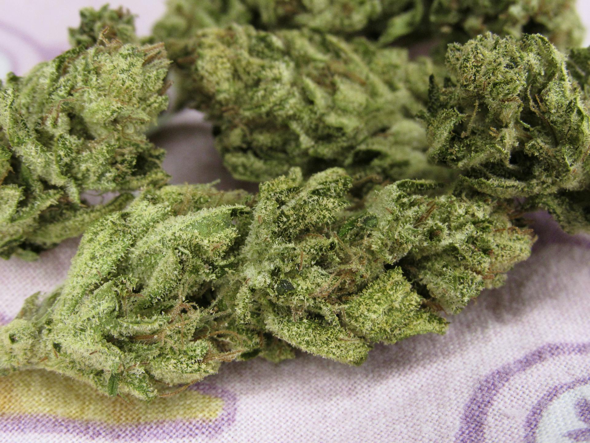 Piff Haze—Ithaca Organics + Piff Coast Farms, NY, fall 2023 image