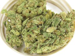 one enormous bright-green nug and two smaller nugs filling up most of the inside of a beige lid.