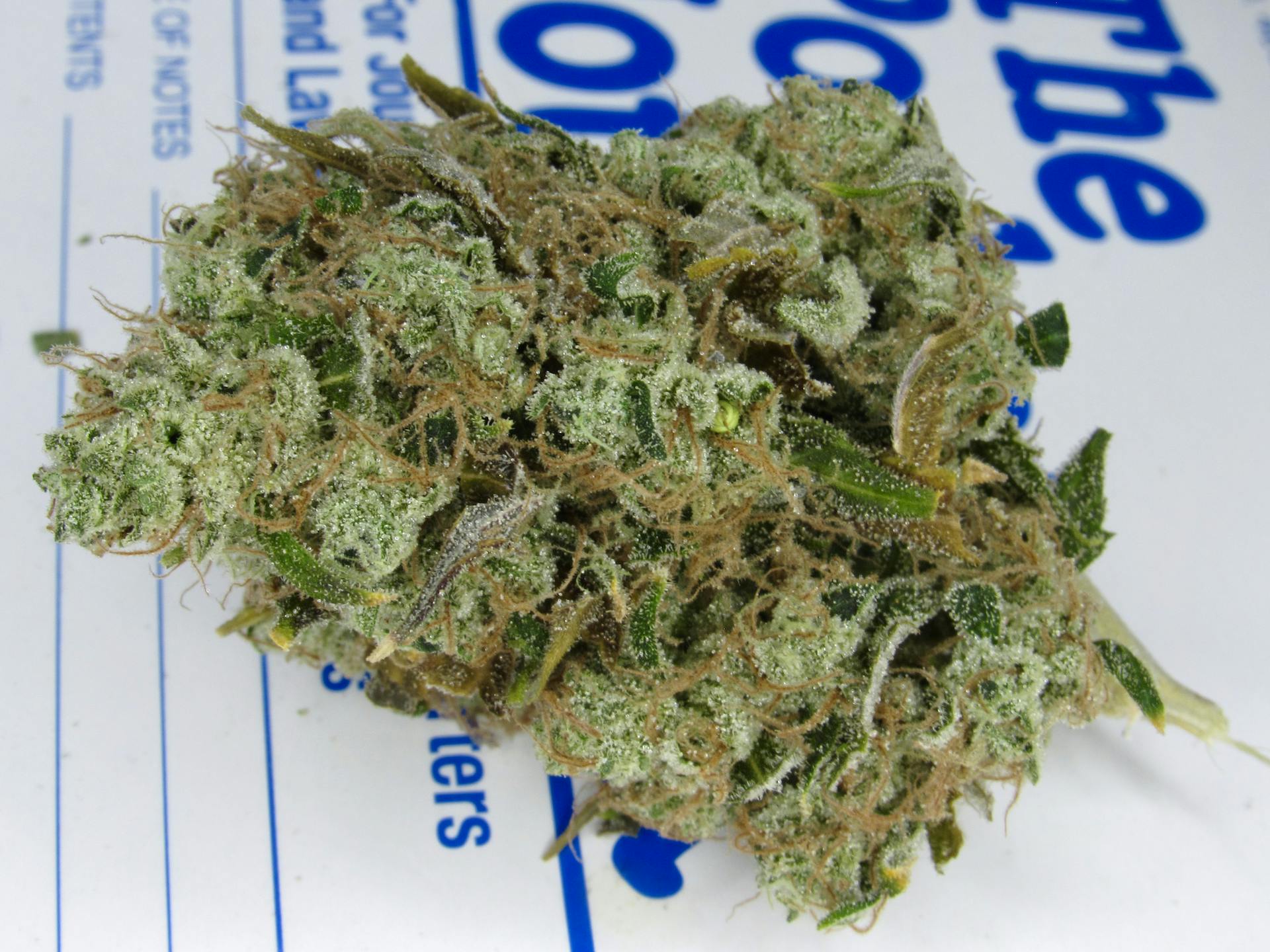 AJ's Sour Diesel—Flowerhouse, NY, fall/winter 2023 image