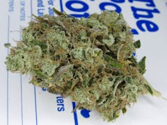 large bright and mint green marijuana nug