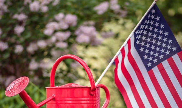 Why autoflowering seeds are an excellent choice for backyard cannabis cultivation image