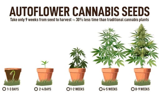 Fast Buds backyard autoflowers