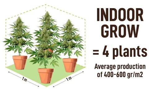 Fast Buds backyard autoflowers