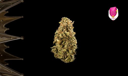 unique varieties from Royal Queen Seeds