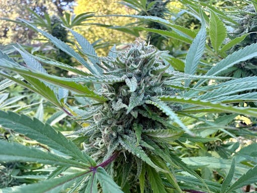 Blue Dream Bx ended late on October 4th in Sebastopol, California. (David Downs/Leafly)