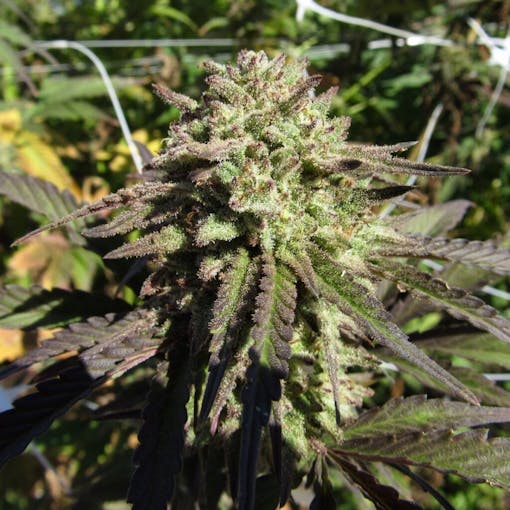 Blueberry Cupcake at Sonoma Hills Farm (David Downs/Leafly)