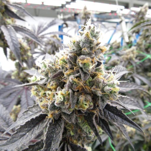 Gary Payton (David Downs/Leafly) bred by Flora and Flame